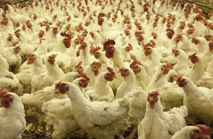 Tafsir Mimpi Menangkap Ayam Putih Benarkah Ini Malah Pertanda Baik Semua Halaman Suar Tafsir Mimpi Menangkap Ayam Putih Benarkah Ini Malah Pertanda Baik Semua Halaman Suar