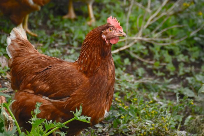 Tafsir Mimpi Menangkap Ayam Putih Benarkah Ini Malah Pertanda Baik Semua Halaman Suar Tafsir Mimpi Menangkap Ayam Putih Benarkah Ini Malah Pertanda Baik Semua Halaman Suar