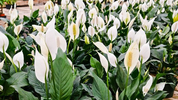 Bunga peace lily atau lily perdamaian.