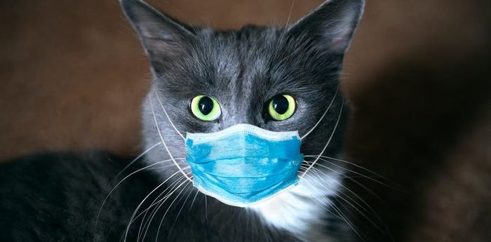 4 Alasan Kucing Suka Sembunyi di Tempat Gelap, Salah Satunya 