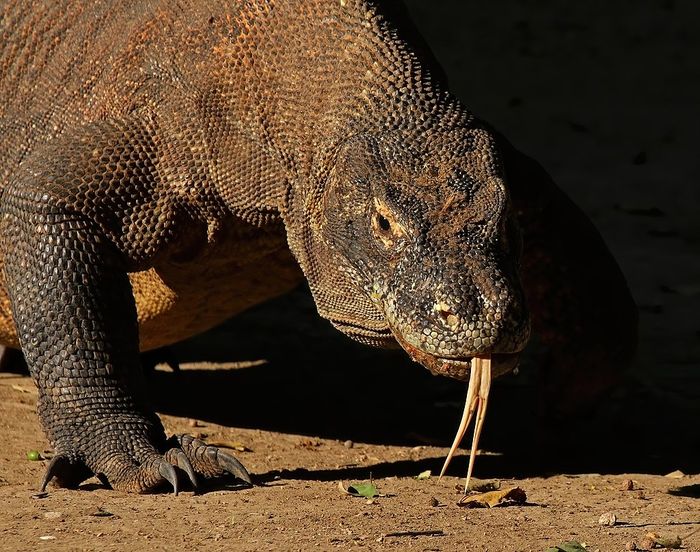 3 Jenis Pembagian Fauna di Indonesia Beserta Wilayahnya 