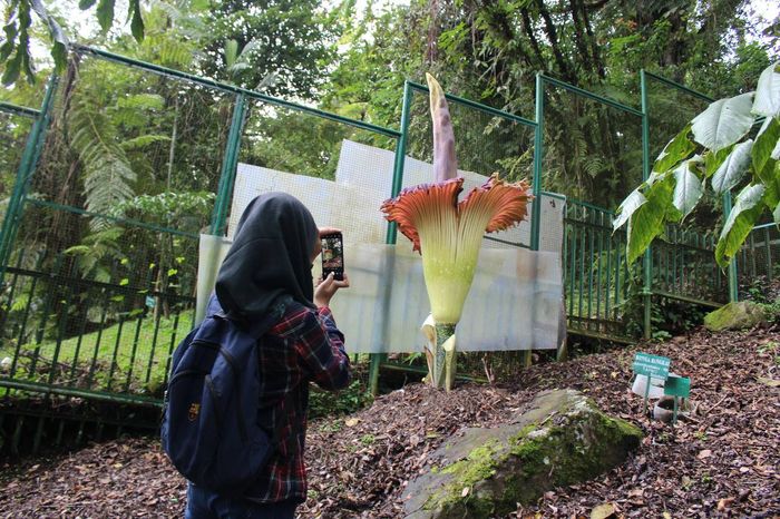 Banyak yang Salah, Rafflesia Arnoldii Bukan Nama Latin ...