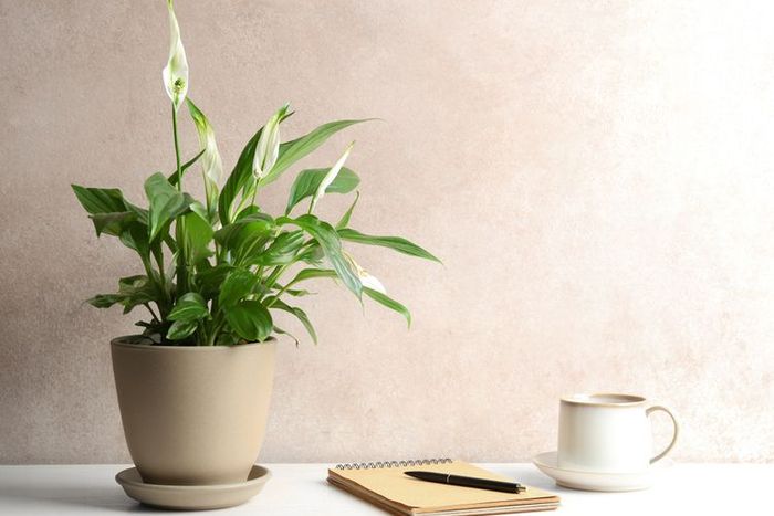 Tanaman peace lily.
