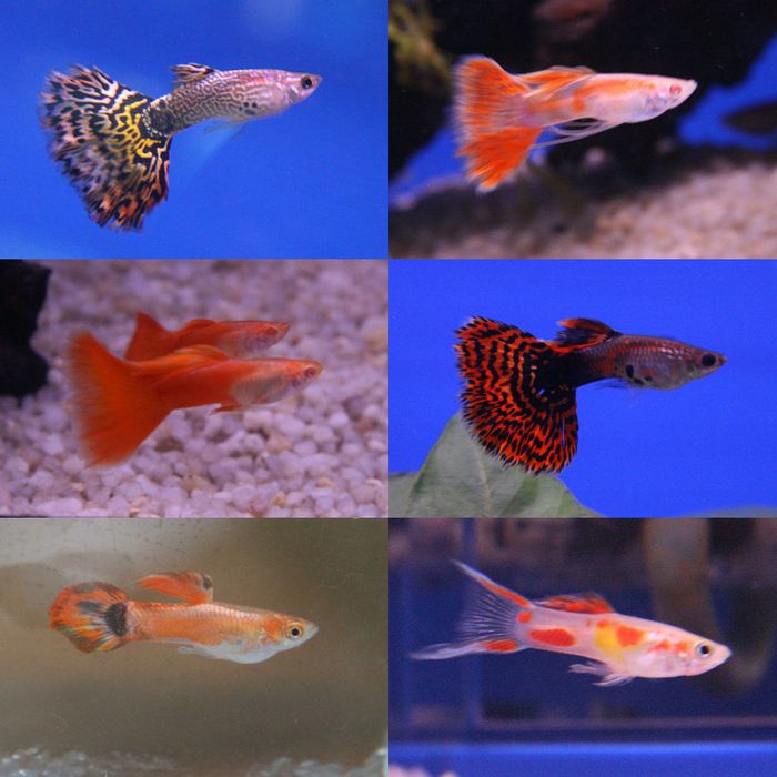 Sering Dikira Sama, Ini Bedanya Ikan Guppy dan Ikan Cupang, Jangan