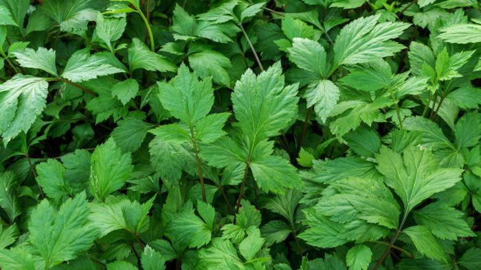 Ilustrasi mugwort