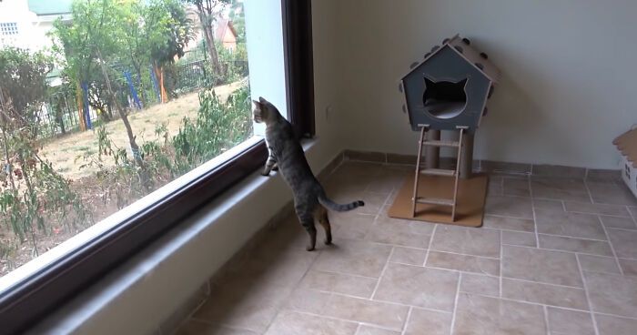 Setelah Lama Hidup Tak Menentu di Jalan, KucingKucing Liar Ini