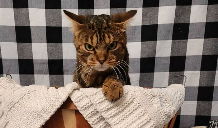 Kucing Ini Punya Wajah yang Selalu Terlihat Marah, Sedang Mandi pun