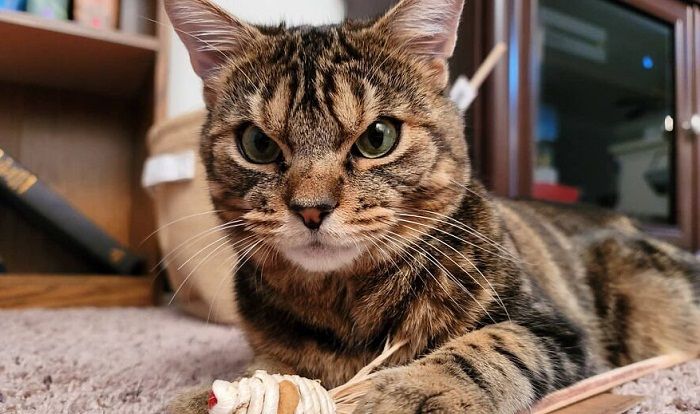 Kucing Ini Punya Wajah yang Selalu Terlihat Marah, Sedang ...