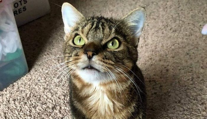 Kucing Ini Punya Wajah yang Selalu Terlihat Marah, Sedang Mandi pun
