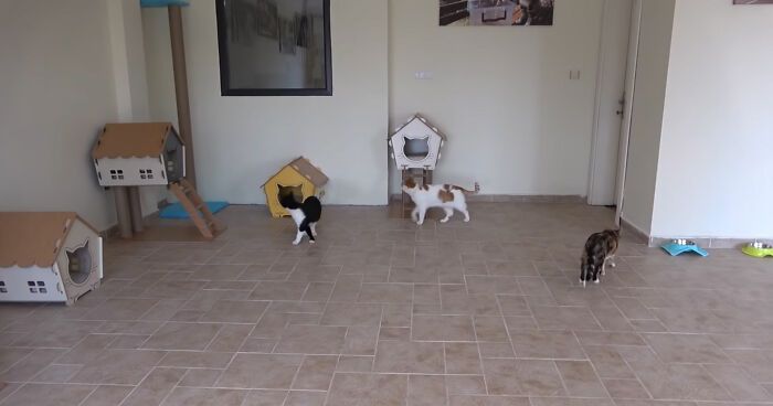 Setelah Lama Hidup Tak Menentu di Jalan, KucingKucing Liar Ini