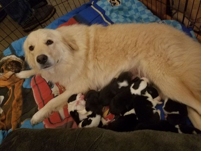 Anjing Ini Merawat 4 Anak Anjing yang Induknya Wafat, Ini 3 Kisah