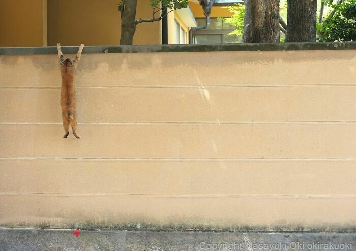 Foto Mengharukan Kucing Liar yang Hidup di Jalanan, Ada yang Saling