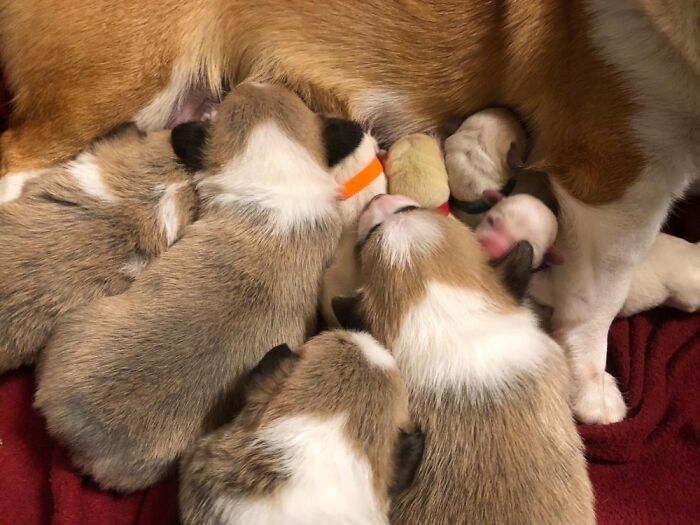 Anjing Ini Merawat 4 Anak Anjing yang Induknya Wafat, Ini 3 Kisah