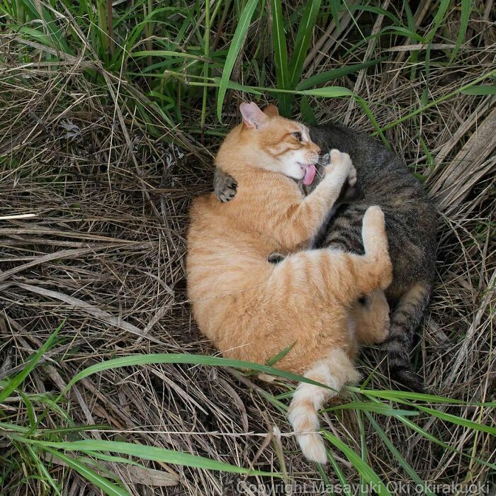 Foto Mengharukan Kucing Liar yang Hidup di Jalanan, Ada yang Saling