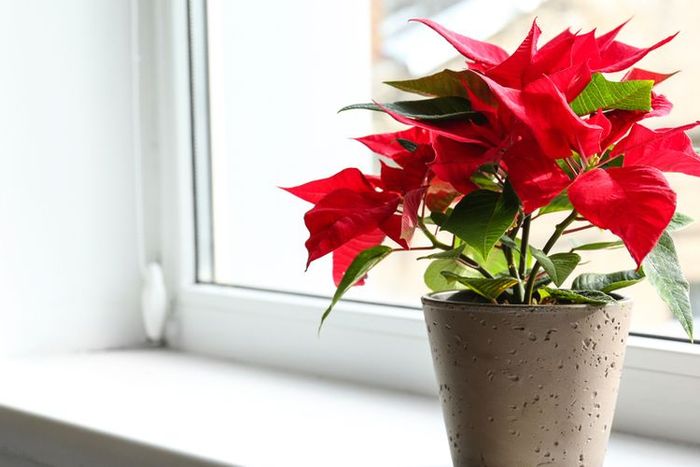 Ilustrasi tanaman hias poinsettia atau kastuba merah. 