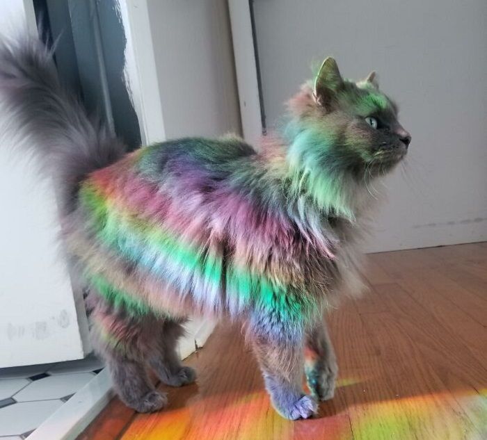Ada yang Terlihat Seperti Tokoh Kartun, Lihat KucingKucing yang