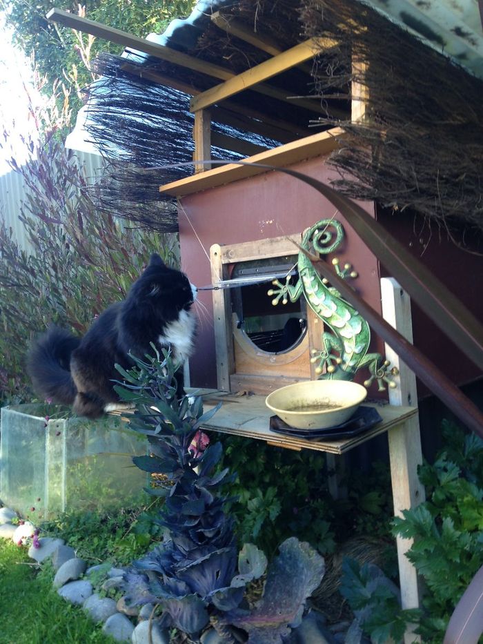 Kreatif! Pemilik Ini Membuatkan Kucing Kesayangannya Rumah dari Kandang