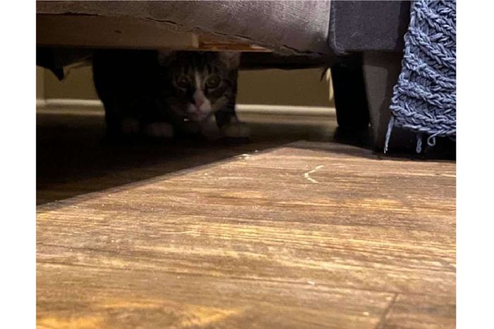 Kocak dan Bikin Heran, Seekor Kucing Tanpa Sadar Terselip di Sofa yang