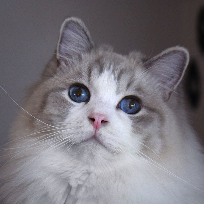 Kalau Digendong Pasrah, Ragdoll Punya Tubuh yang Gempal Bikin Mau Peluk