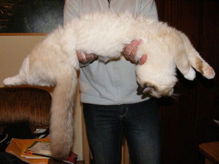 Kalau Digendong Pasrah, Ragdoll Punya Tubuh yang Gempal Bikin Mau Peluk