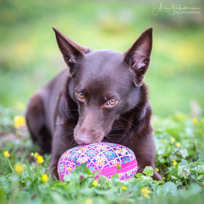 Meski Terlihat Sangar, Anjing Ini Justru Membuat Jatuh Hati dengan