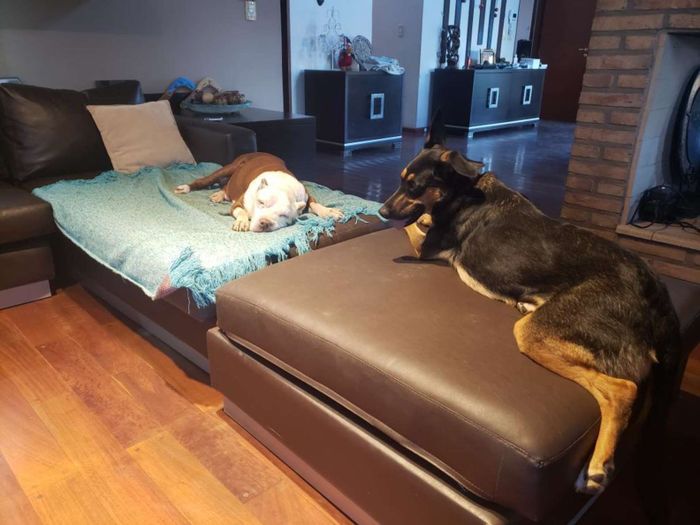 Seperti Pahlawan, Anjing Ini Menyelamatkan Anjing Tua yang Terjatuh ke