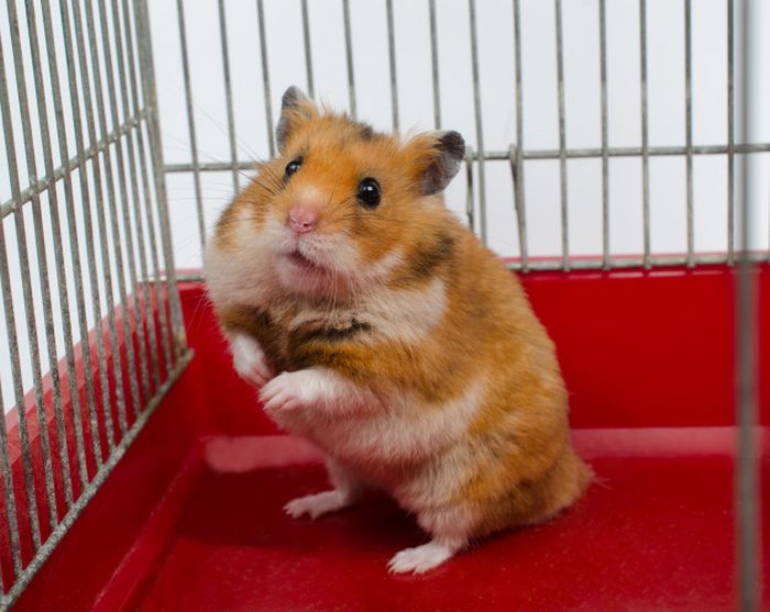 hamster syrian
