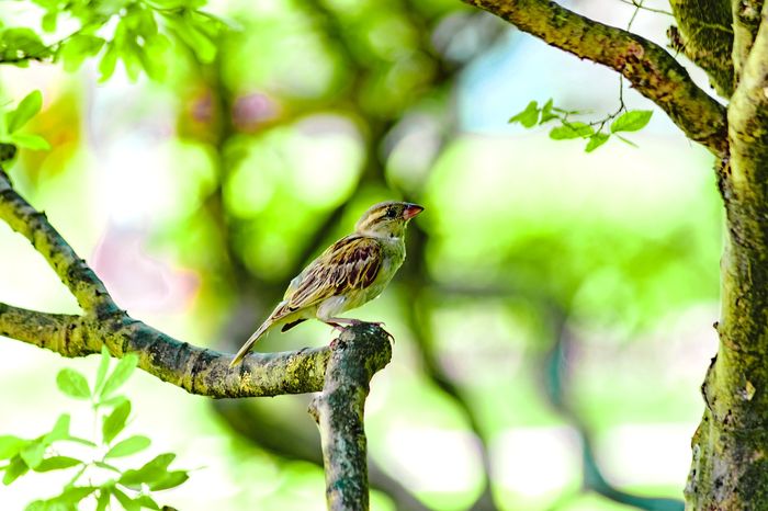 Ilustrasi burung
