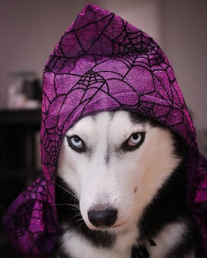 Yuk, Lihat Potret Seekor Anjing Siberian Husky yang Sering Berpose
