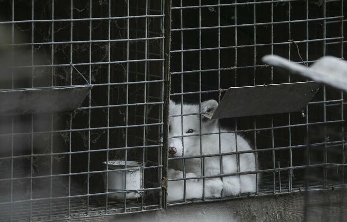 Sedih, Hampir Menjadi Korban Peternakan Bulu, Rubah Salju Ini Harus