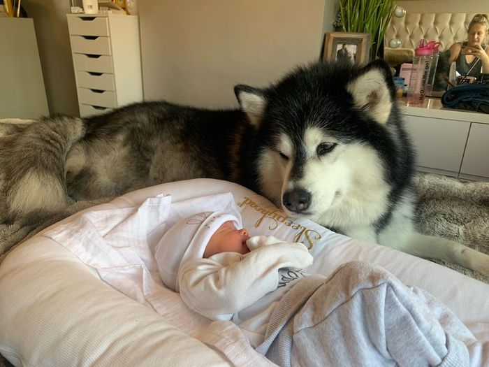 AnjingAnjing Besar Ini Membantu Menjaga Bayi Pemiliknya dan Bahkan