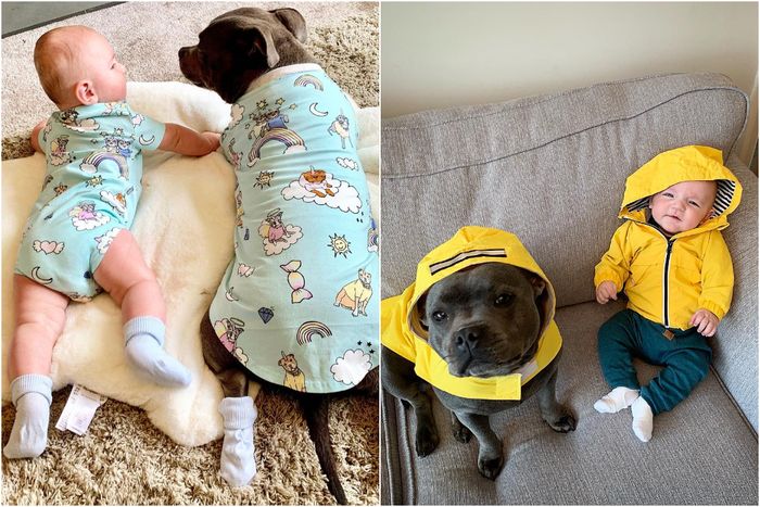 Gemasnya! Anjing Ini Menjaga Bayi Pemiliknya Sejak Lahir, Lihat Potret