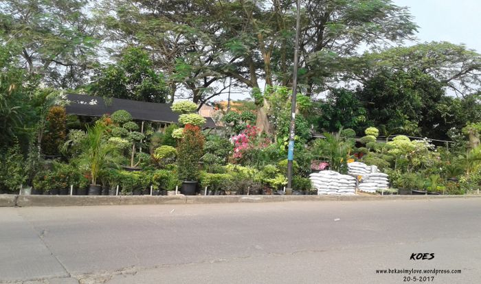 Ilustrasi sentra tanaman di Bekasi.
