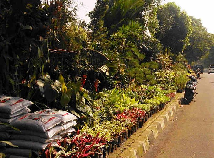 Hobi Berkebun Ini Sentra Tanaman Di Jabodetabek Wajib Disambangi Semua Halaman Idea