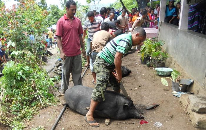 Manu, Ngana, dan Kaba: Cerita Hewan-Hewan Kurban Orang Bajawa
