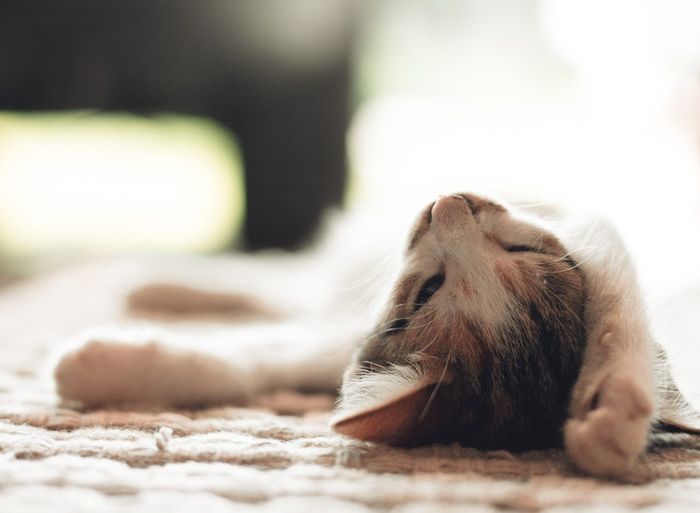 5 Hal yang Menyebabkan Kucing Sering Merasa Lapar, Jangan Abaikan Jika