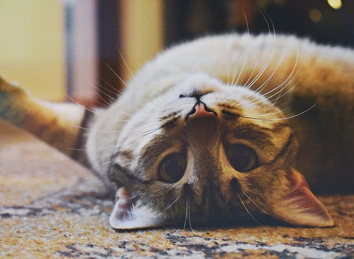 5 Hal yang Menyebabkan Kucing Sering Merasa Lapar, Jangan Abaikan Jika
