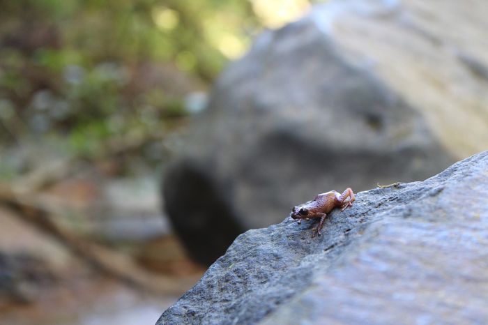 Mengenal Siklus Hidup Katak, Contoh Metamorfosis Sempurna - Bobo