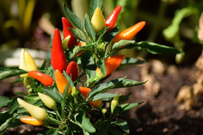 Banyak yang Belum Tahu, Berbagai Tanaman Sayur Ini Bisa Ditanam di Pot,  Kalau Panen Bisa untuk Stok di Rumah - Semua Halaman - Kids