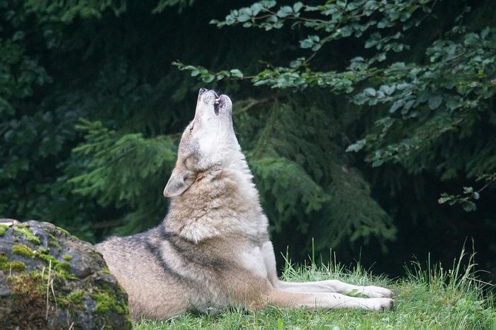 Benarkah Anjing Melolong karena Melihat Makhluk Halus? Ini 4 Mitos dan