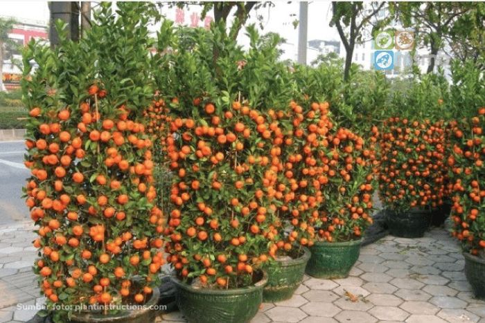 Ilustrasi tanaman buah dalam pot mudah dipanen karena tidak terlalu tinggi.