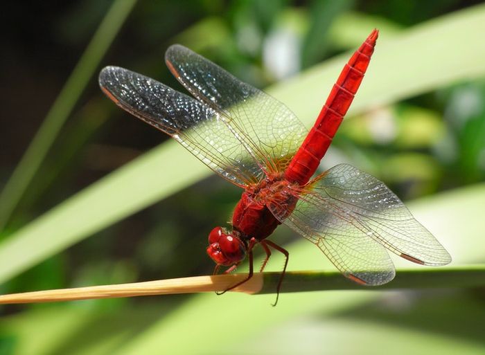 Fungsi Organ Pernapasan Serangga