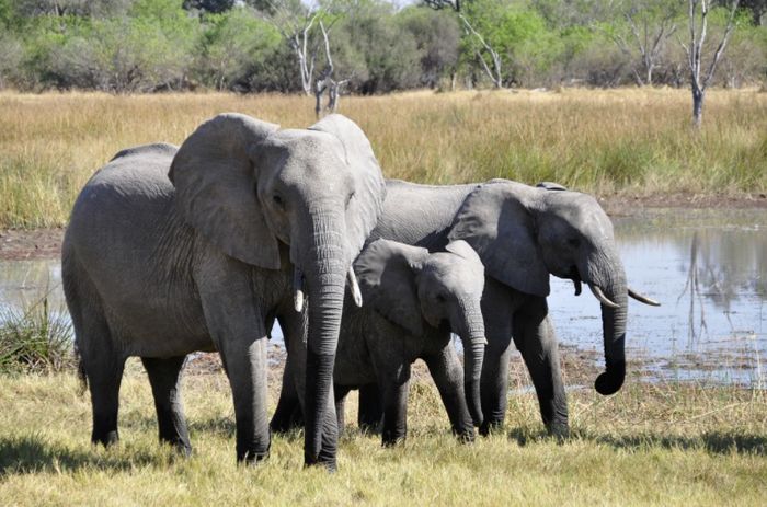 Tafsir Mimpi Menaiki Gajah Benarkah Ini Malah Pertanda Baik Semua Halaman Suar