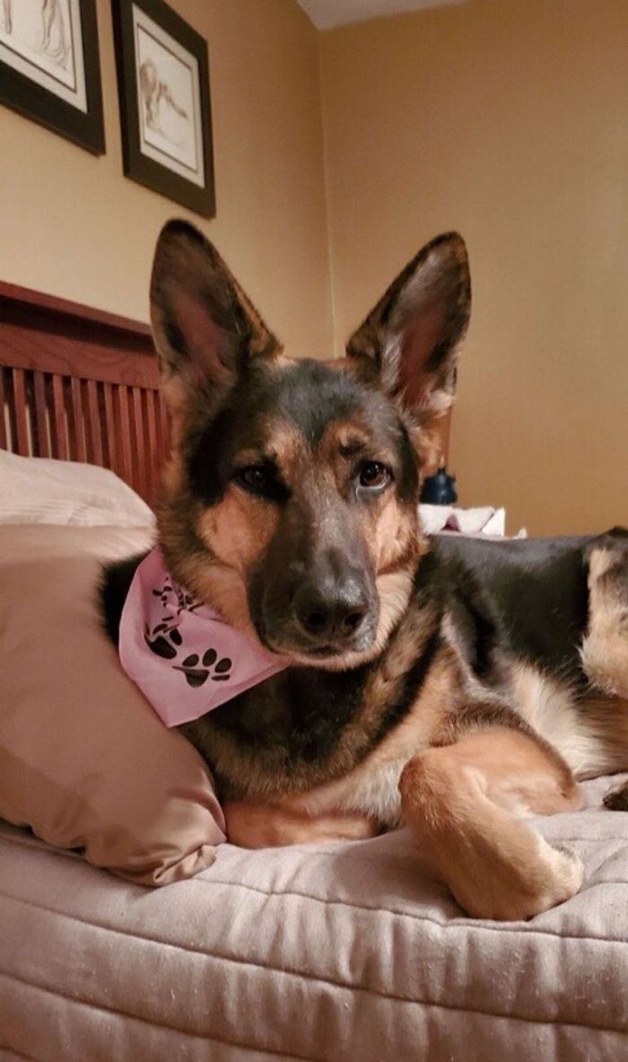 Bikin Terharu, Anjing Ini Selamatkan Nyawa Pemiliknya yang Terkena