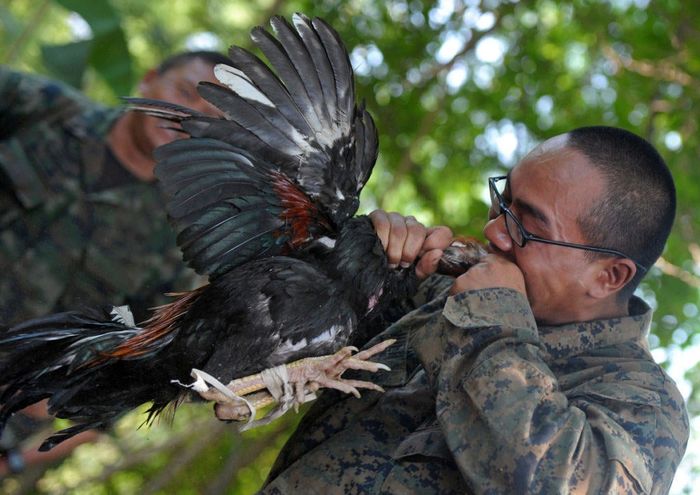 5 Latihan Militer Luar Biasa: Termasuk Menggigit Kepala Ayam Hidup di