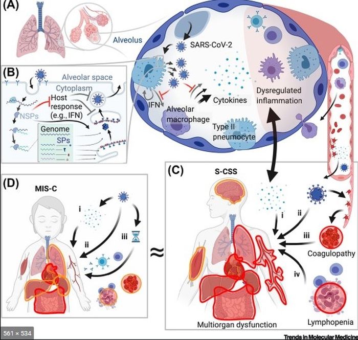 Cytokine storm Circus Covid-19.
