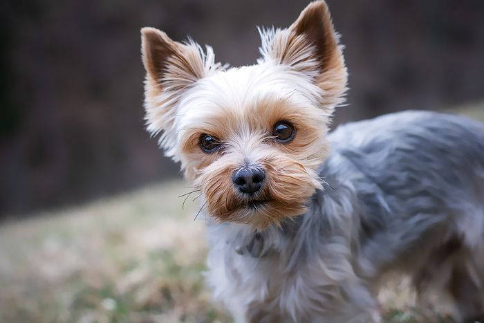 5 Jenis Anjing yang Berukuran Kecil, Cocok Menjadi Teman Bermainmu di