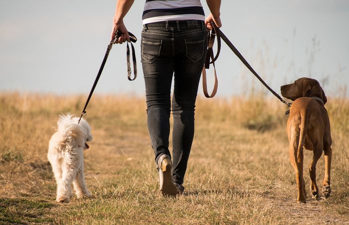 4 Alasan Mengapa Anjing Perlu Diajak Jalan-Jalan, Salah Satunya Bisa  Membuat Anjing Lebih Patuh - Semua Halaman - Kids