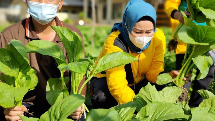 Dinas Pangan dan Pertanian (Dinpanpertan) Kabupaten Bangka melaksanakan panen sawi dan kangkung. (12/3/2021)