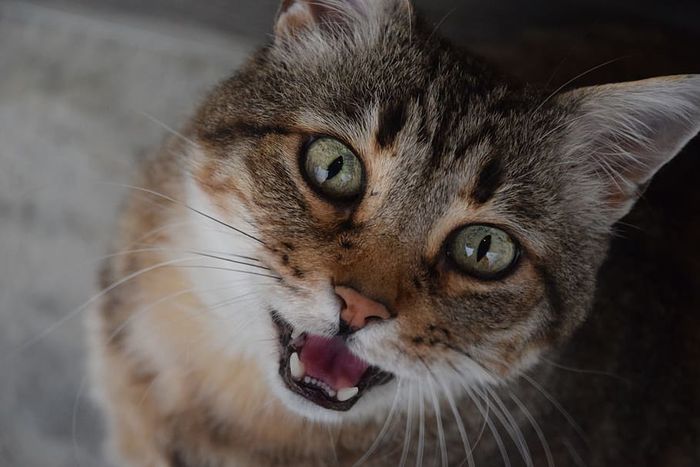 BERITA POPULER Ekspresi Kucing yang Tidak Suka Dipeluk Pemiliknya